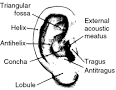 auricle - definition of auricle in the Medical dictionary - by the ...