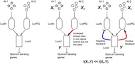 Information theory based approaches to cellular signaling 101016