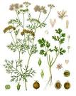 <b>Coriandrum</b>