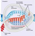 DNA RNA Information » rna transcription