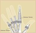 extensor <b>tendon injuries</b>.