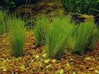 Dwarf Hairgrass <b>Eleocharis</b>