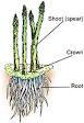 Male <b>asparagus plants</b> (Jersey