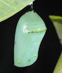 Chrysalis formation to butterfly emergence via indepth digital ...