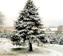 Christmas Trees: Real vs. Fake