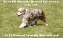 Previous Posts - MercyMe Miniature Australian Shepherds