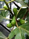 The fig is indigenous to - via Daymix