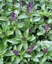 Cinnamon basil - WikiGardener - The gardening site that anyone can ...
