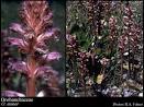 <b>Orobanchaceae</b> Vent.: FloraBase: Flora of Western Australia