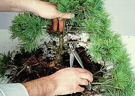 Bonsai Tree Trimming