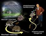 <b>Hantaviruses</b> are not