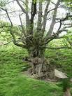 alders which show evidence - via Daymix