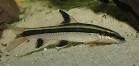 Epalzeorhynchos kalopterus (Flying Fox) — Seriously Fish