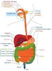 picture of Aparato digestivo Diet tica - Nutrici n images wallpaper