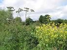 SO5823 : Riverside plants - via Daymix