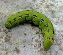 Larva