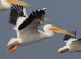 American White Pelican, Identification, All About Birds - Cornell ...