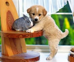 Bildergebnis für ‫سگ واقی وکربه واقی‬‎