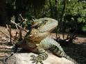 Australian Eastern Water Dragon Pictures