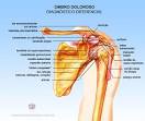 CAUSAS DA <b>DOR</b> NO <b>OMBRO</b>