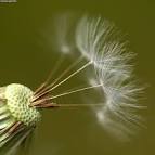 Seeds of Dandelion - via Daymix