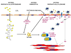 File:Patogenesi <b>aterosclerosi</b>.