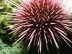 seaurchin.jpg