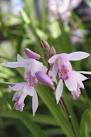 Bletilla for sale, Buy Bletilla Hardy Ground Orchids, Spring ...
