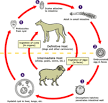 Echinococcosis - Wikipedia, the free encyclopedia