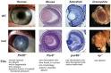 Genotype-<b>phenotype</b> distinction - Wikipedia, the free encyclopedia