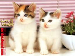 صور قطط كيوت وعسوله 2013-2014 photos cute cats Images?q=tbn:ANd9GcTiVghVc-FOfEiUpQRvHE0O-X5fN6BPi5CQQ5ZfJng7DupvQIGcrg