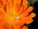 on an orange flower (white - via Daymix