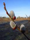 Pussy willow. A sign of spring on a briefly frosty morning. - via Daymix