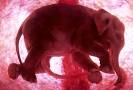 Stunning photographs of animals inside womb » This Blog Rules ...