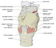 250px-Larynx_external_en.svg.png