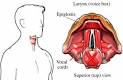 <b>Laryngoscopy</b> is the visual