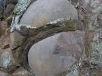 animals making love