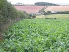 Mixed Agriculture near Crebar - via Daymix