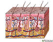 Burns: MedlinePlus