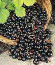 Prima Oliva - Hoji - Intenso Olive Oil