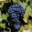 Wine for Normal People: My Italian Renaissance: 2004 Vinosia ...