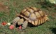 African spurred tortoise - Wikipedia, the free encyclopedia