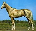 akhal tekes - tribe.