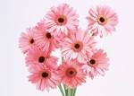 Love Link Flower Blogger: ดอกไม้