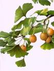 Chinese Herbal Medicine: Chinese Herbs Seattle