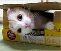 cat in a box