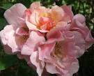 Clair Matin Rose