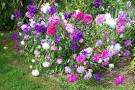 How to Grow Aster Perennial Flower Plants, Growing Asters, Aster Seeds