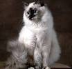 Birman Cat | Cat Breeds | Petfinder