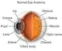 Anatomy of the human eyeball